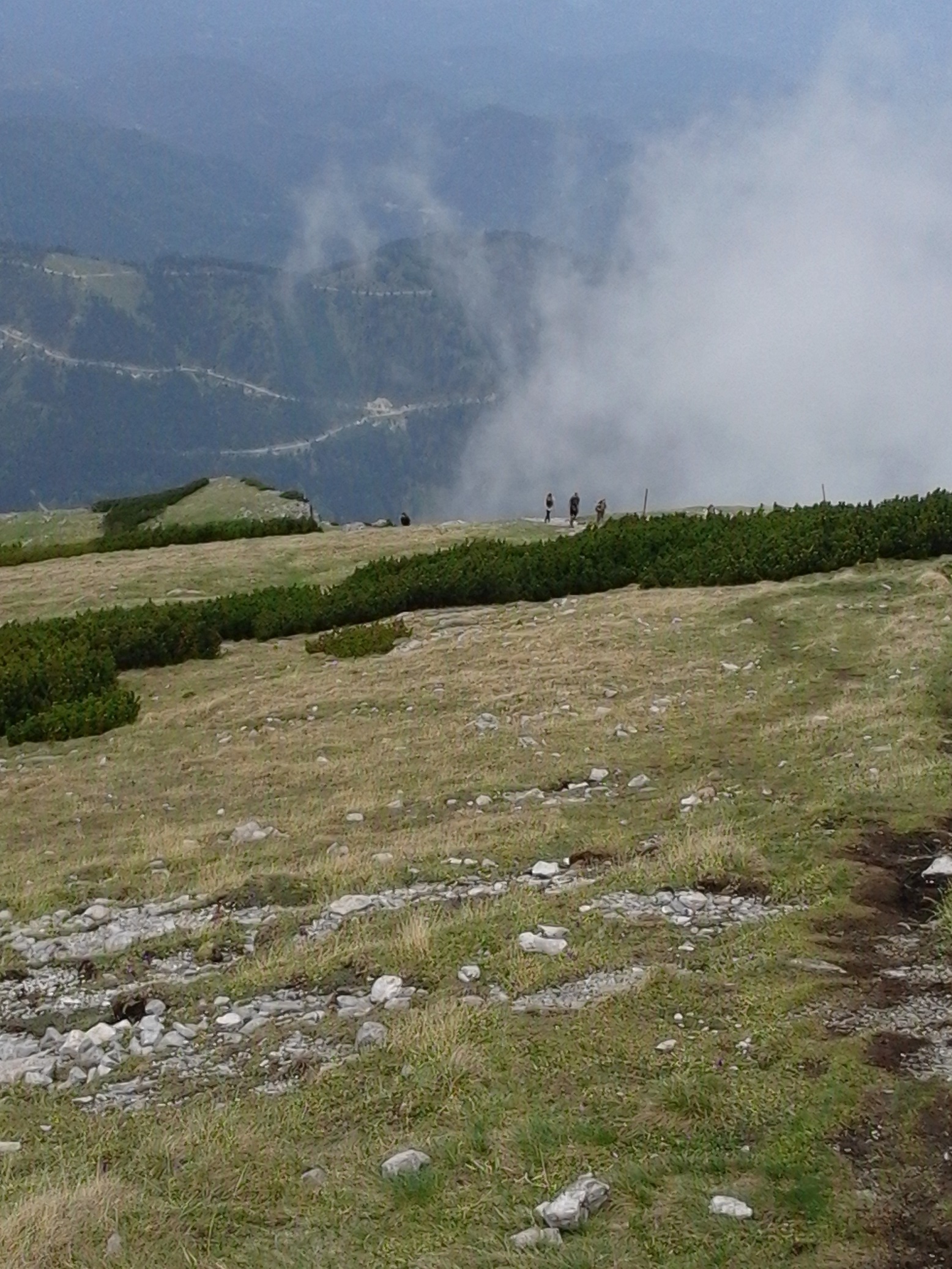 Mountainous vegetation image 11