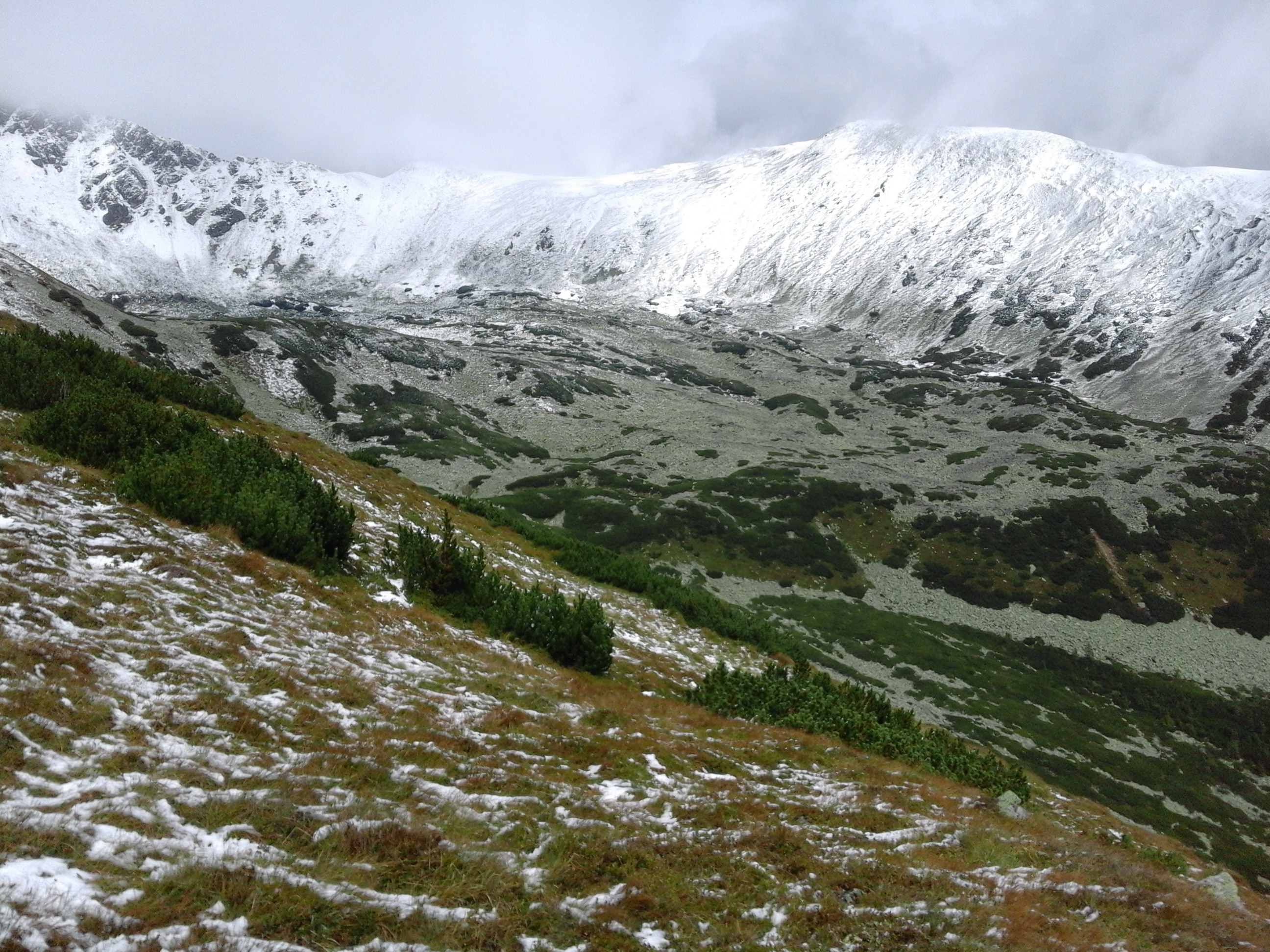 Mountainous vegetation image 4