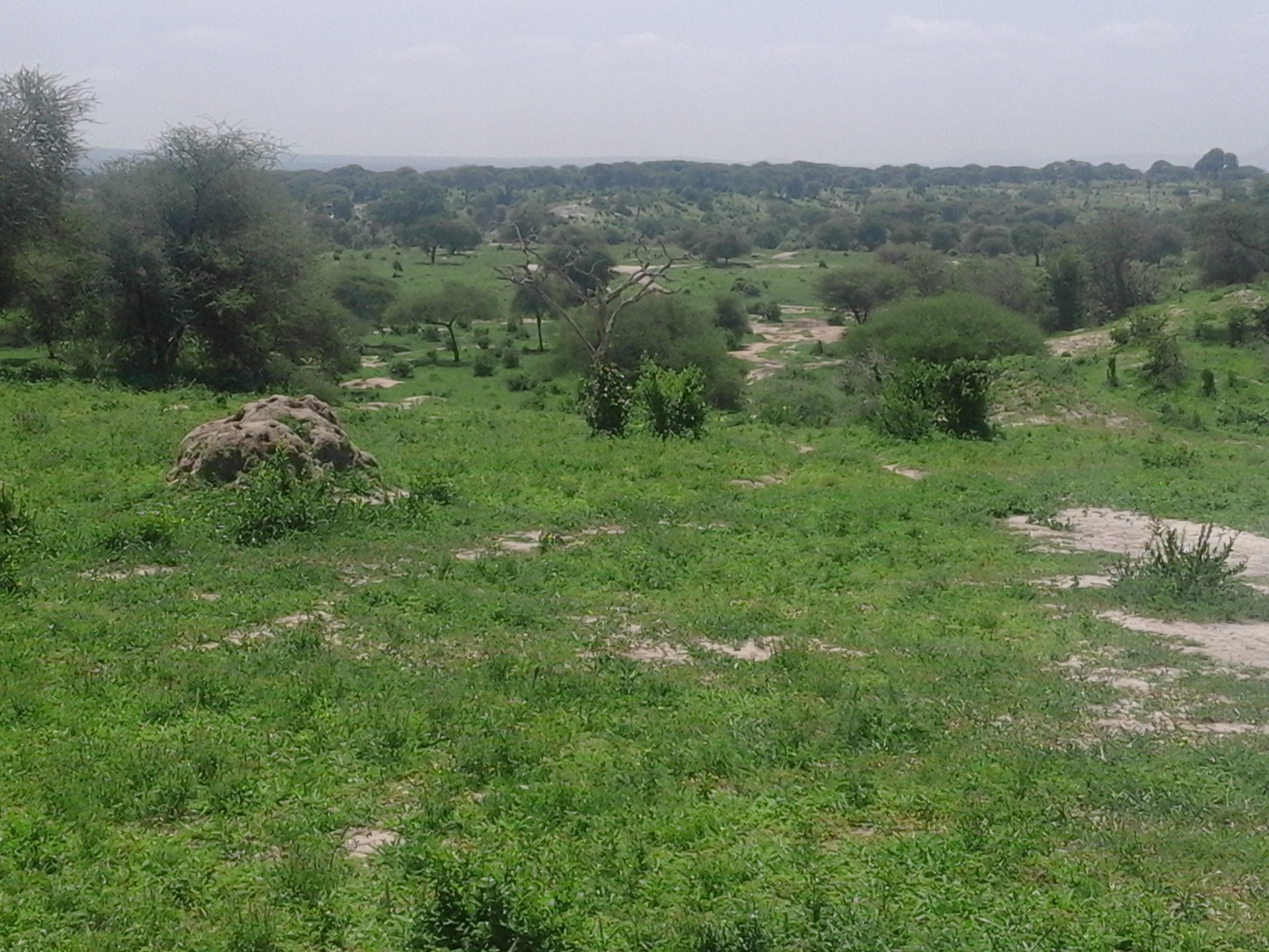 savanna image 11