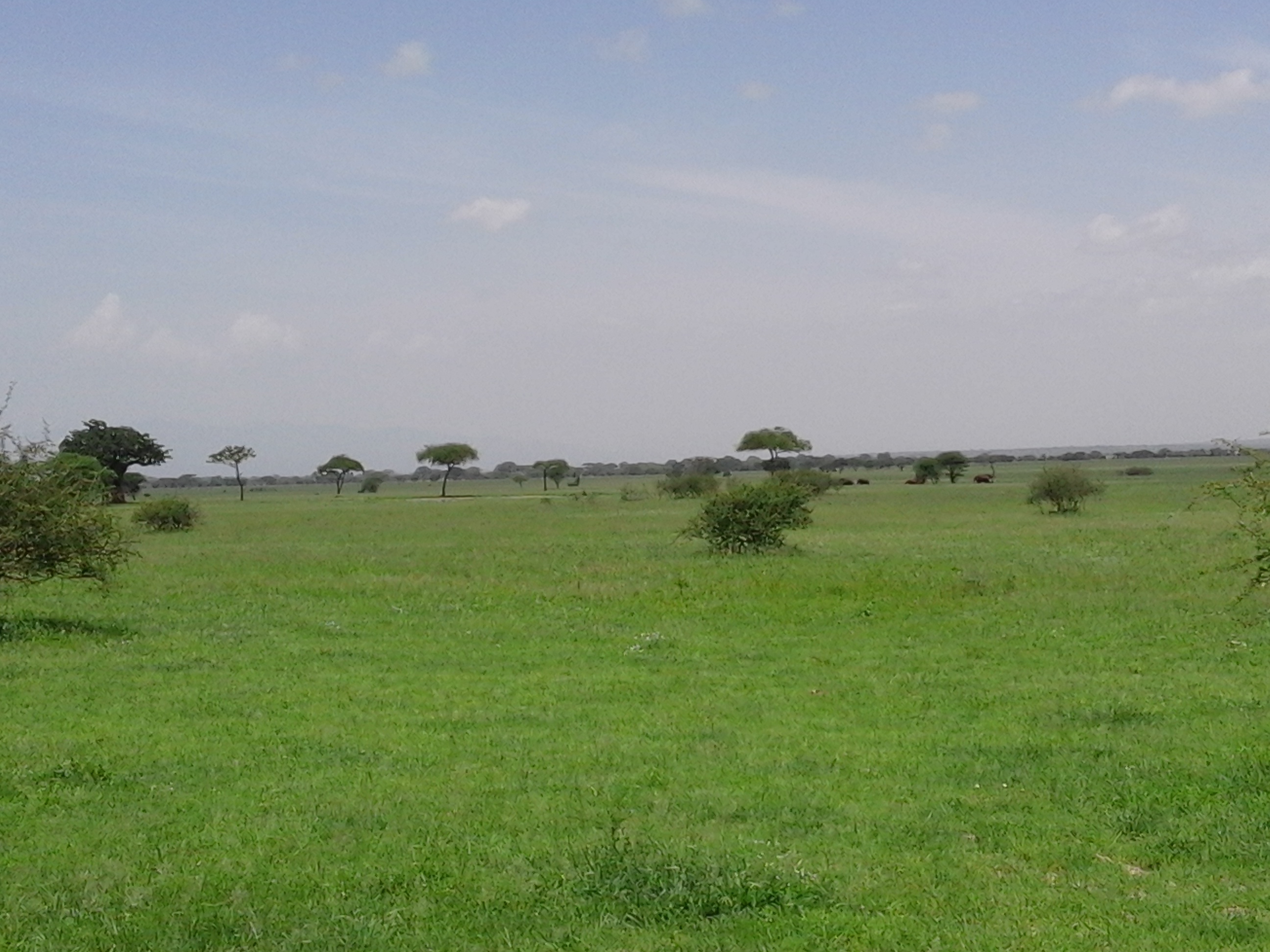 savanna image 8