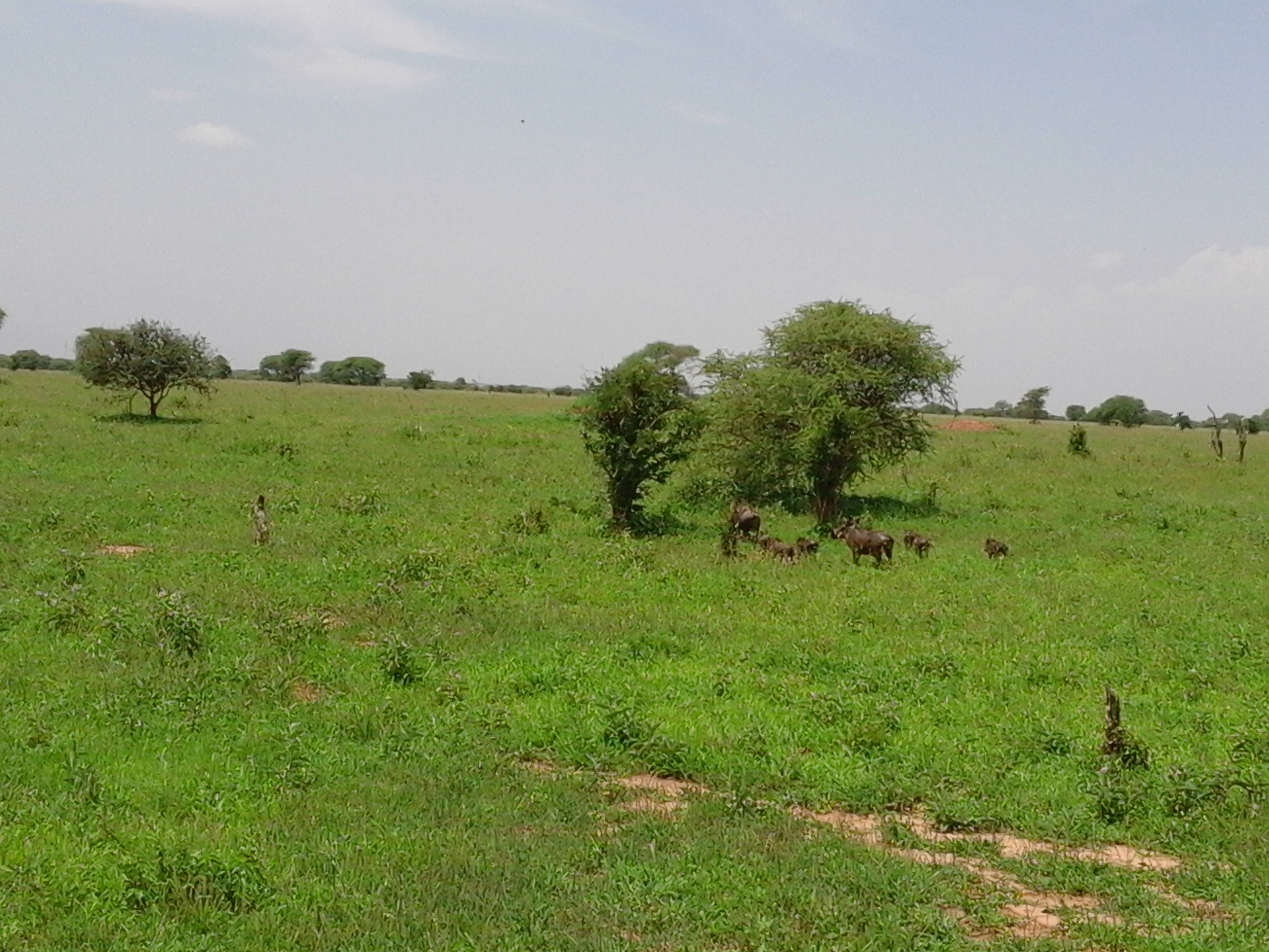 savanna image 9