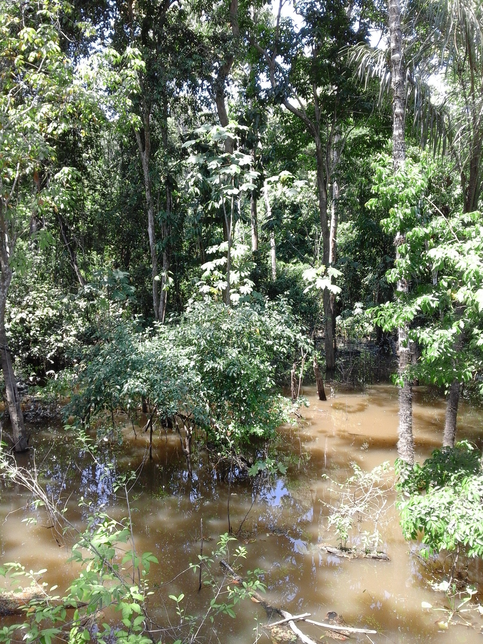 Tropical forest image 11